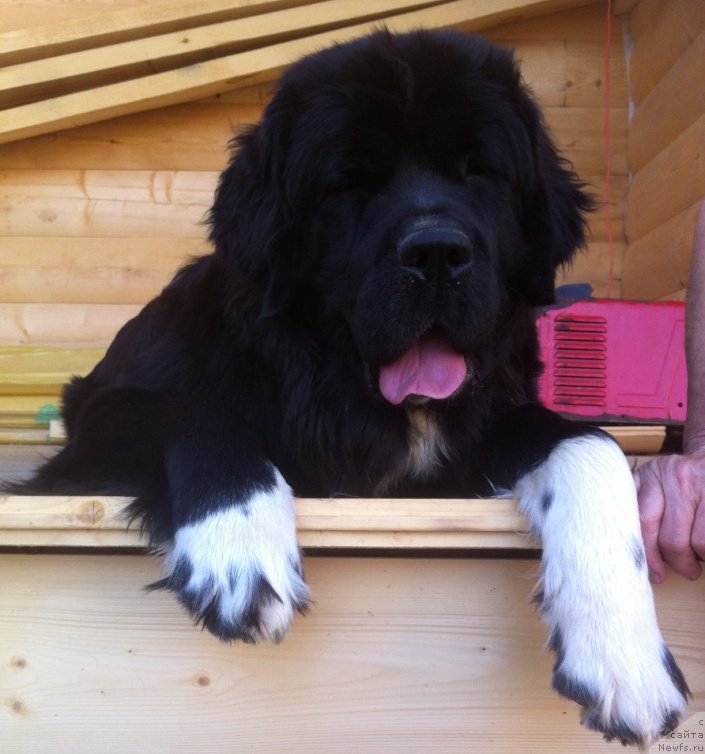 Фото: ньюфаундленд Аквиан Сонг Леди Ин Блэк