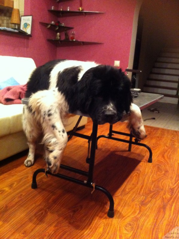 Фото: ньюфаундленд Сент Джонс Вива Виктория (Sent Djons Viva Viktoria)