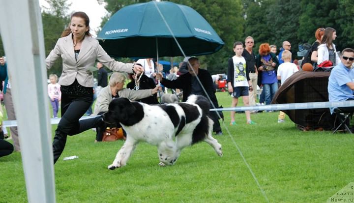 Фото: ньюфаундленд Черная Мафия Зебра Тиме (Chernaya Mafia Zebra Time)
