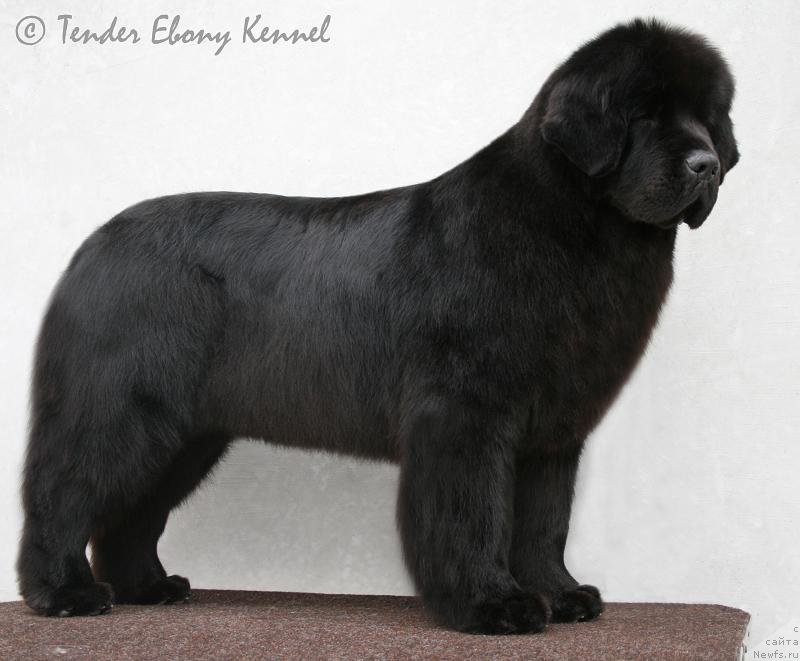 Фото: ньюфаундленд Fekete Panda Life Goes On Tender Ebony