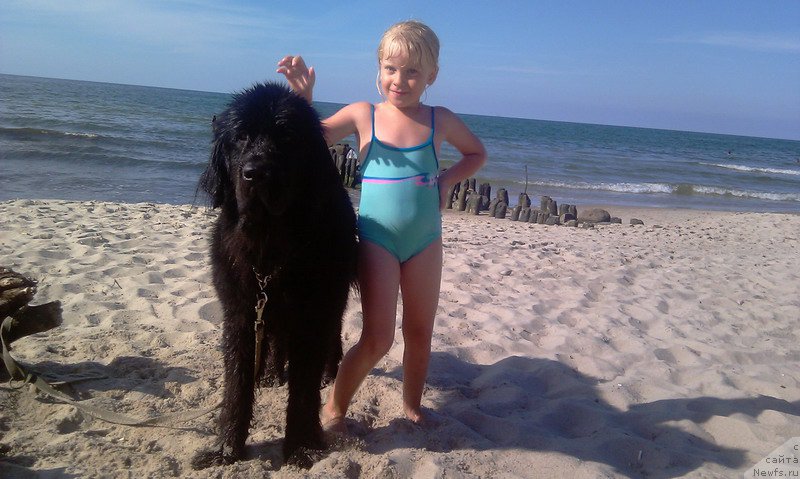 Фото: ньюфаундленд Черная Мафия Маке Тхе Мост оф Нов (Chernaya Mafia Make the Most of Now)