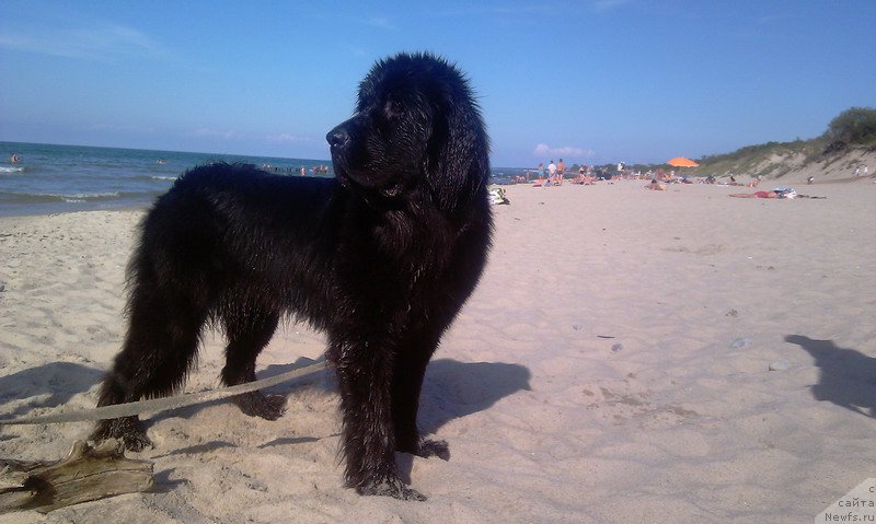 Фото: ньюфаундленд Черная Мафия Маке Тхе Мост оф Нов (Chernaya Mafia Make the Most of Now)