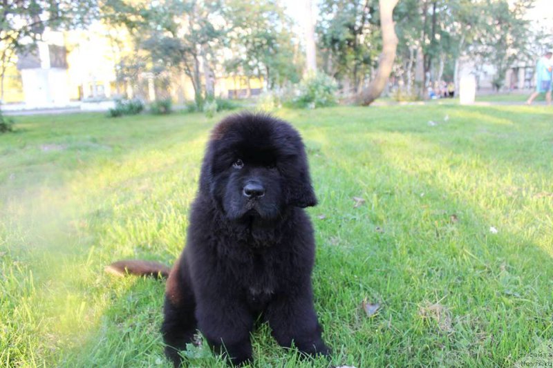 Фото: ньюфаундленд Черная Мафия Ше ис а Ладу (Chernaya Mafia She is a Lady)