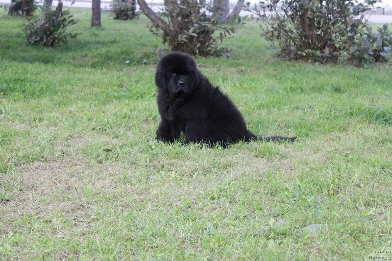 Фотография № 161157