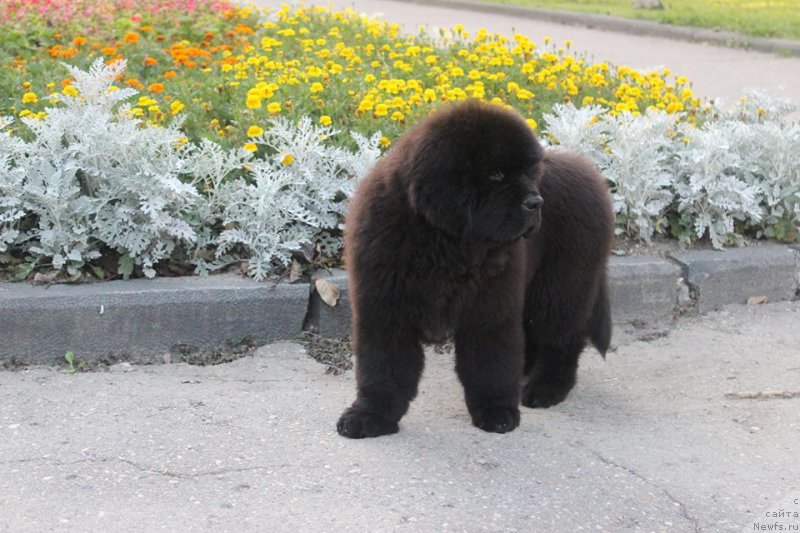 Фотография № 161158