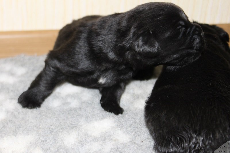 Фото: щенкам 10 дней от, ньюфаундленд Гранд Бэби Ариадна