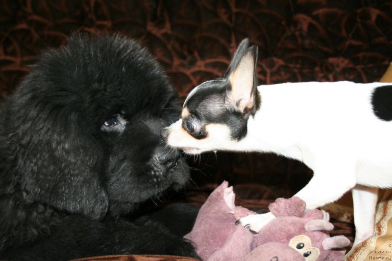 Фото: ньюфаундленд Черная Мафия Шенген Виза (Chernaya Mafia Shengen Visa)