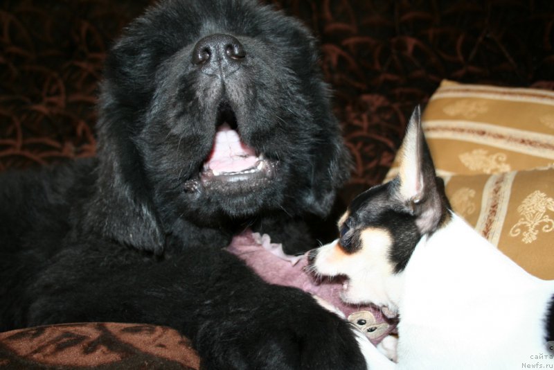 Фотография № 161170