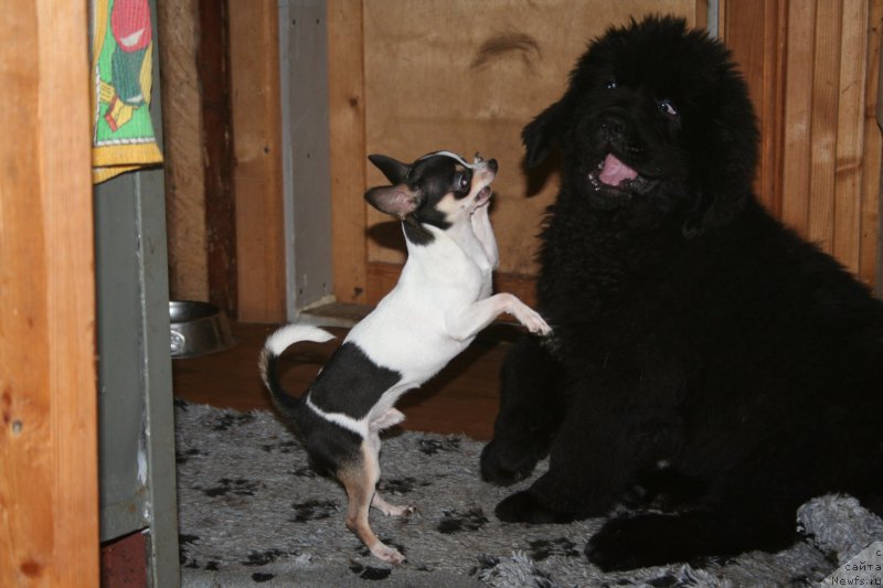 Фотография № 161172