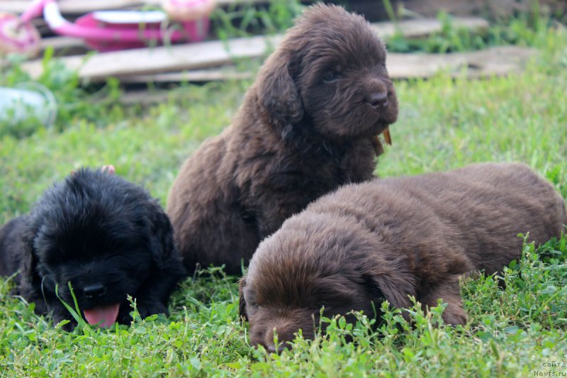 Фотография № 161181