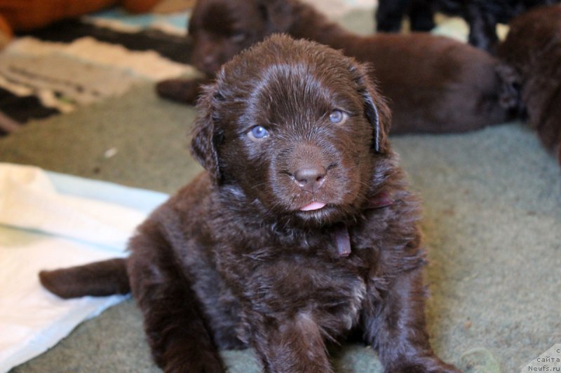 Фотография № 161189