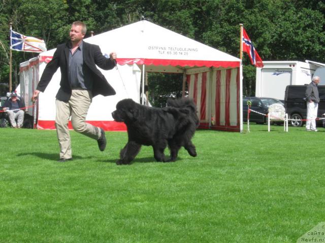 Фото: Newf-Dreams Nalle