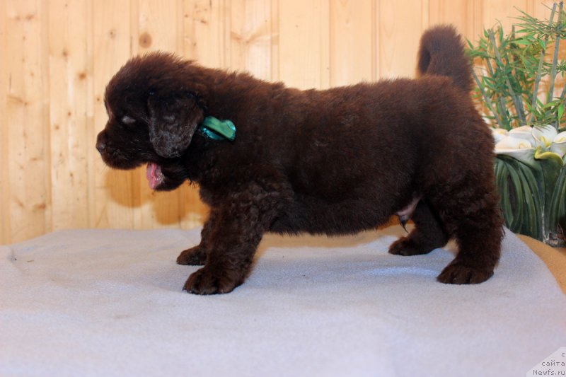 Фотография № 161192