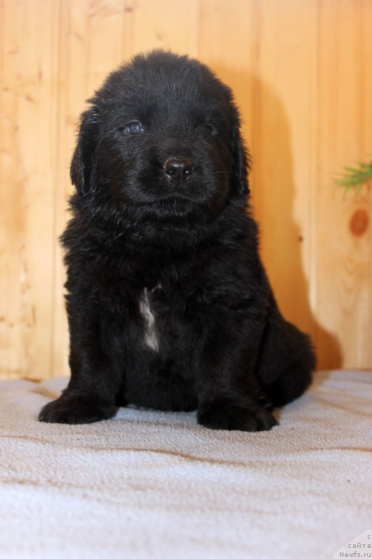 Фото: ньюфаундленд Браунблад МСК Хелфи Бэст Армани (Brownblood MSK Helfi Best Armani)