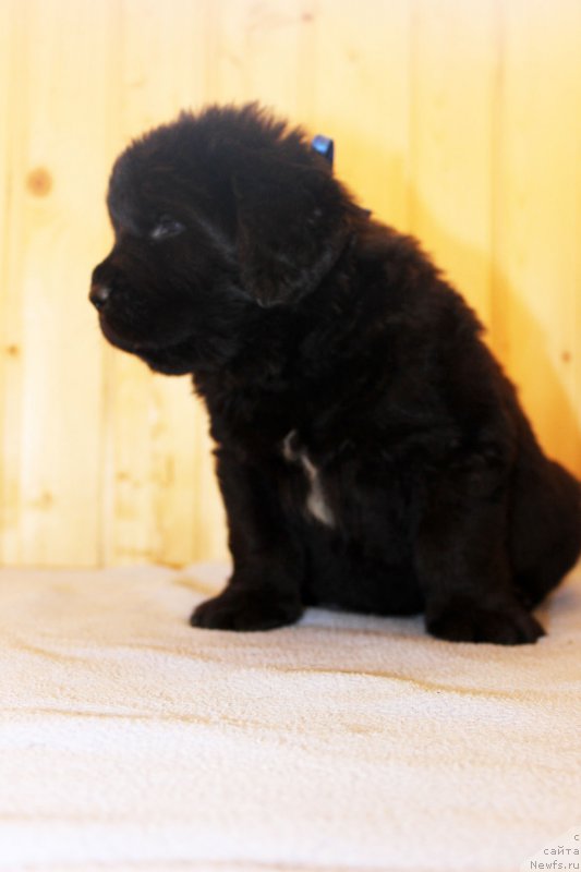 Фотография № 161197