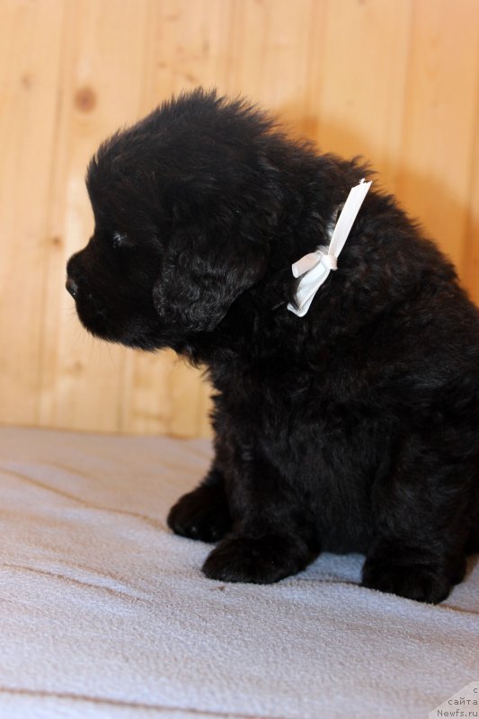 Фотография № 161198