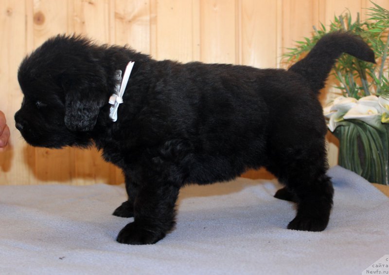 Фотография № 161199