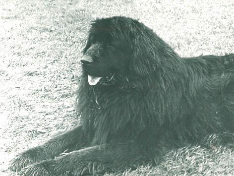 Фото: ньюфаундленд Вальтер