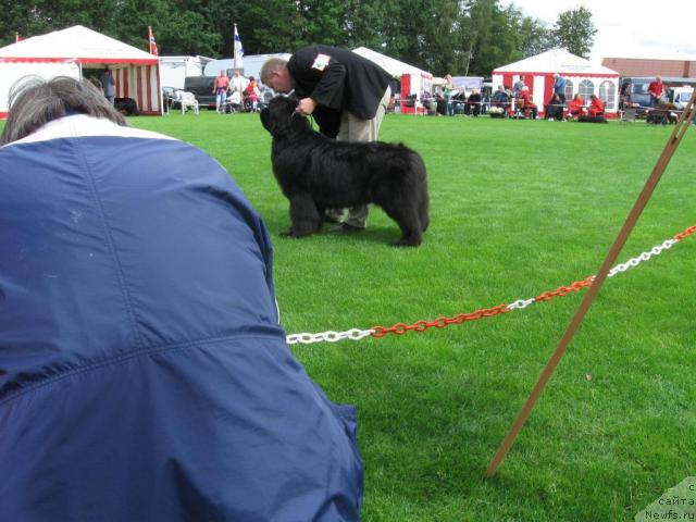 Фото: Newf-Dreams Nalle