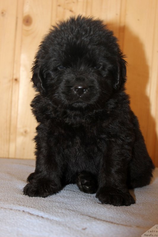 Фотография № 161200