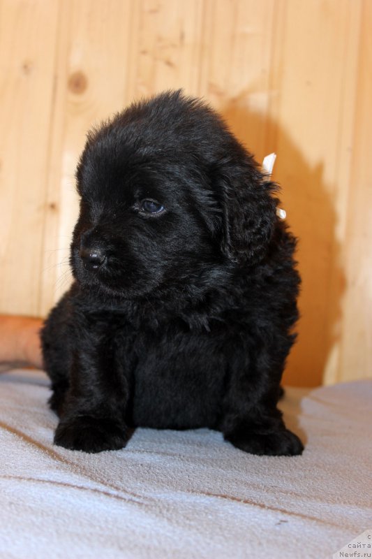 Фотография № 161201