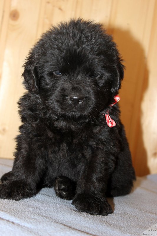 Фотография № 161203