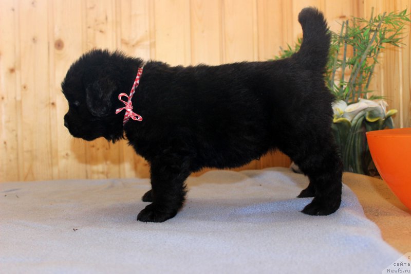 Фотография № 161204