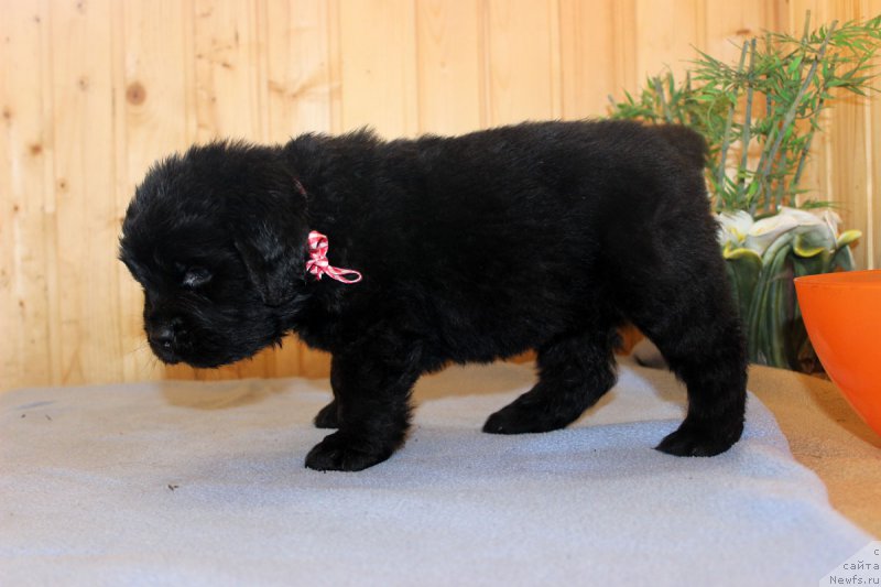 Фотография № 161205