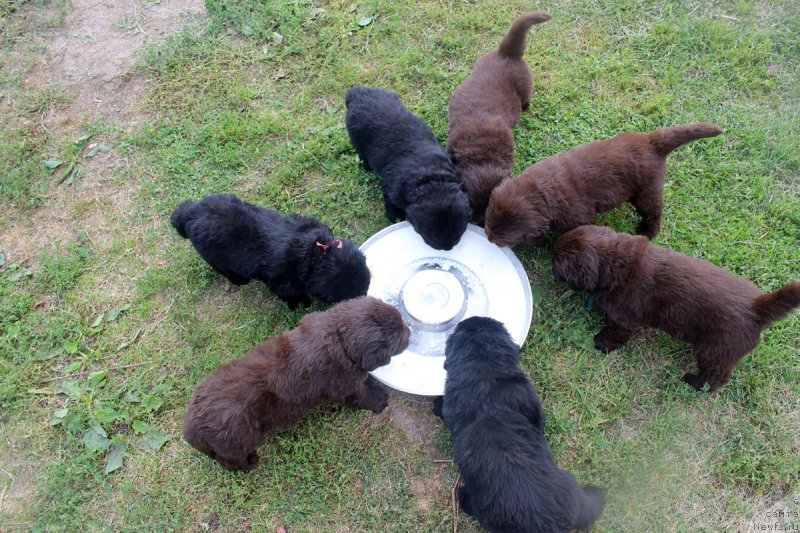 Фотография № 161207