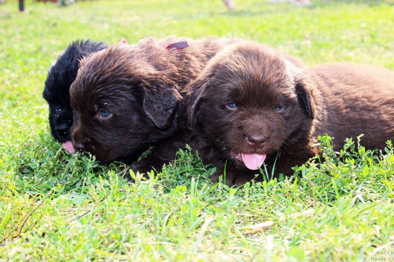 Фотография № 161208