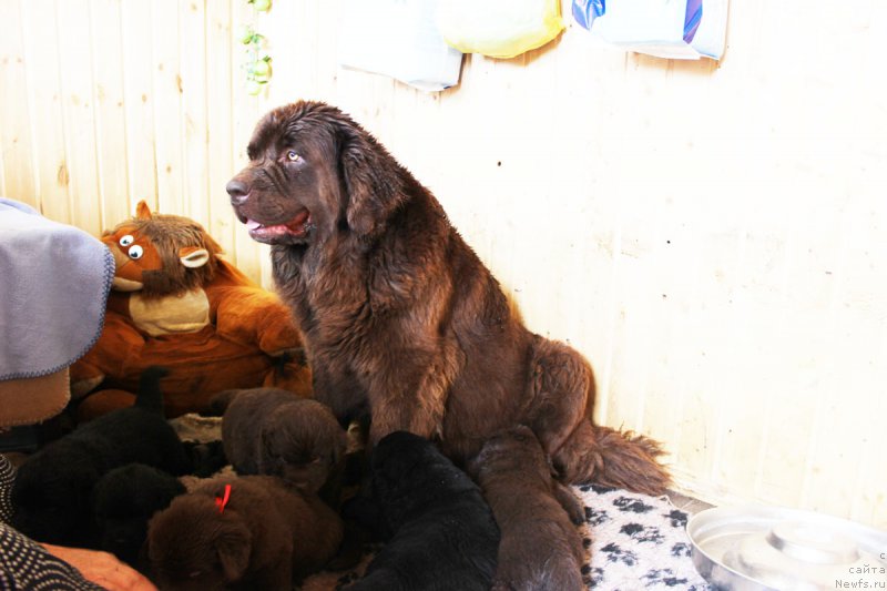 Фотография № 161209