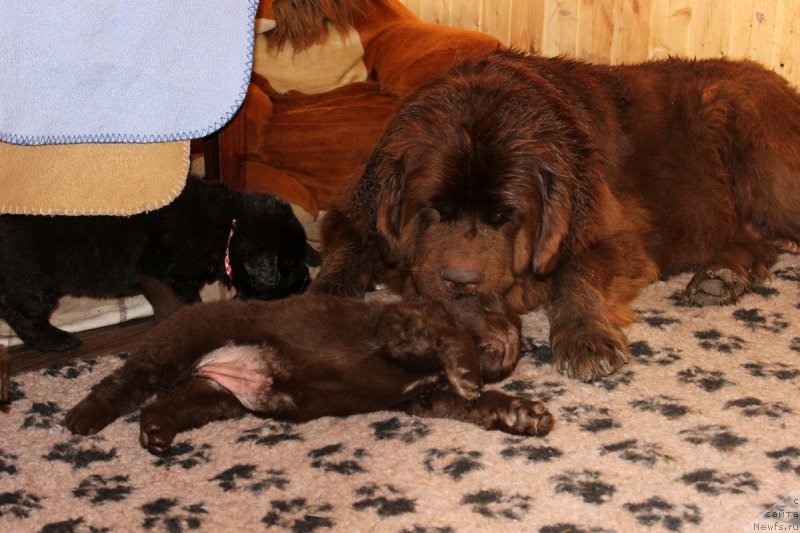 Фотография № 161210