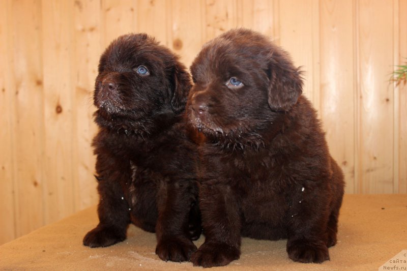 Фотография № 161214