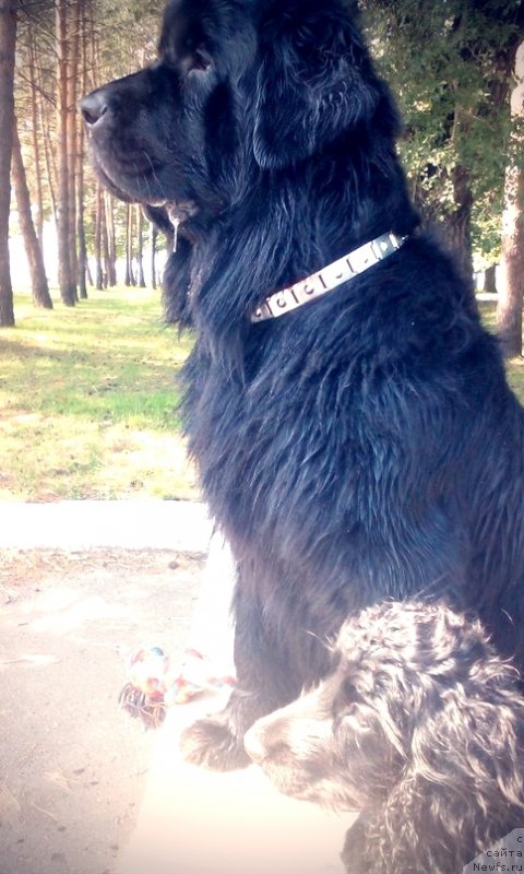 Фото: ньюфаундленд Мирабелла из Тихого Омута, Ассоль
