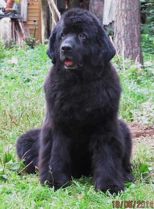 Фото: ньюфаундленд Смигар Осенняя Сказка