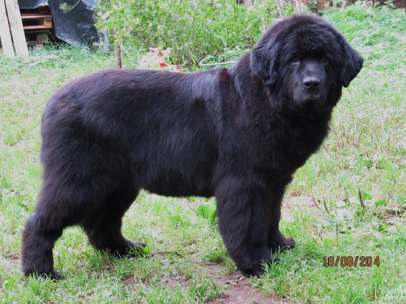 Фото: ньюфаундленд Смигар Осенняя Сказка