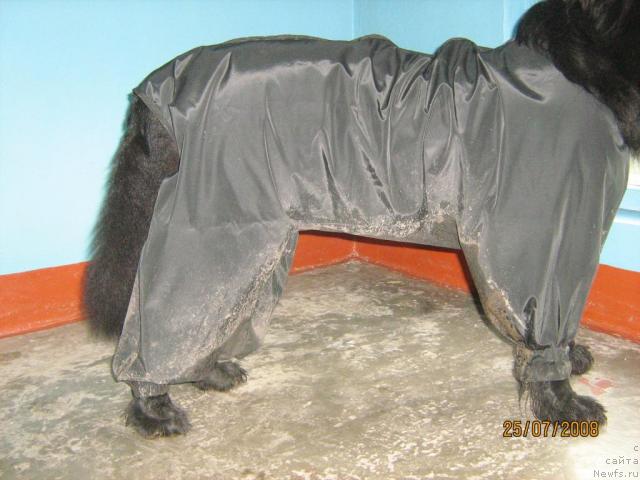 Фото: ньюфаундленд Женевьев Гарни Ледэн