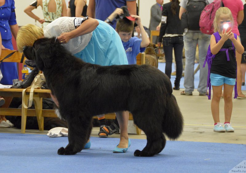 Фото: Bearessence Hasta La Vista