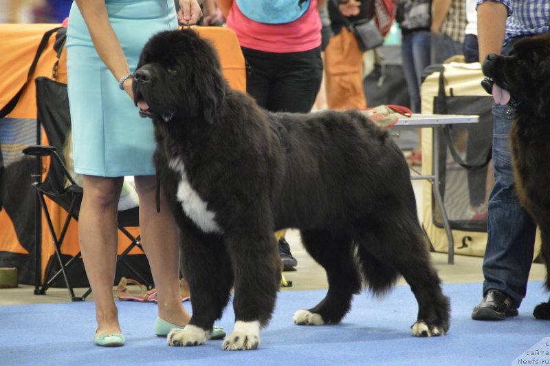 Фотография № 161239