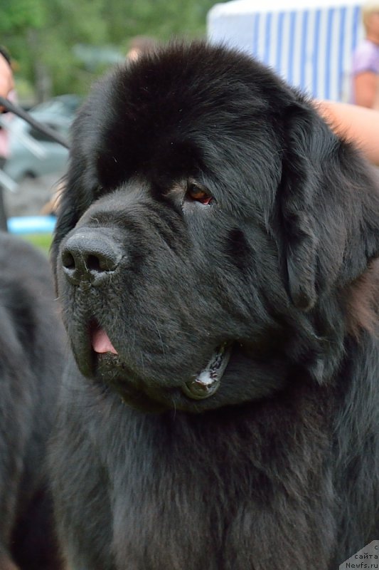 Фото: ньюфаундленд Бегущая по Волнам Шаолинь (Beguschaya po Volnam Shaolin)