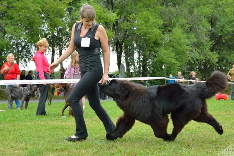 Фото: ньюфаундленд Rayout Happiness Midnight Bear