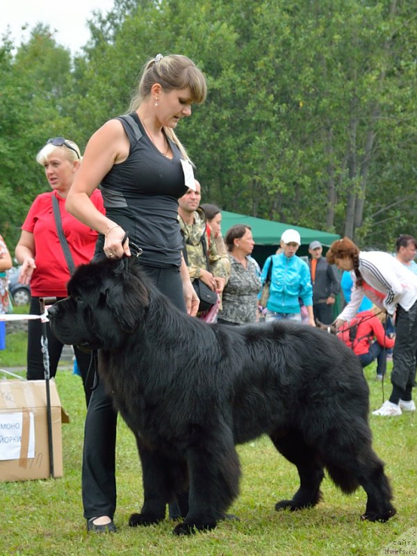 Фото: ньюфаундленд Бегущая по Волнам Шаолинь (Beguschaya po Volnam Shaolin)