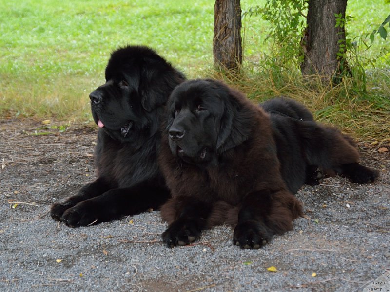 Фото: ньюфаундленд Бегущая по Волнам Шаолинь (Beguschaya po Volnam Shaolin), ньюфаундленд Rayout Happiness Midnight Bear