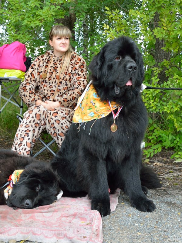 Фото: ньюфаундленд Бегущая по Волнам Шаолинь (Beguschaya po Volnam Shaolin), ньюфаундленд Rayout Happiness Midnight Bear, Иван Тиханович