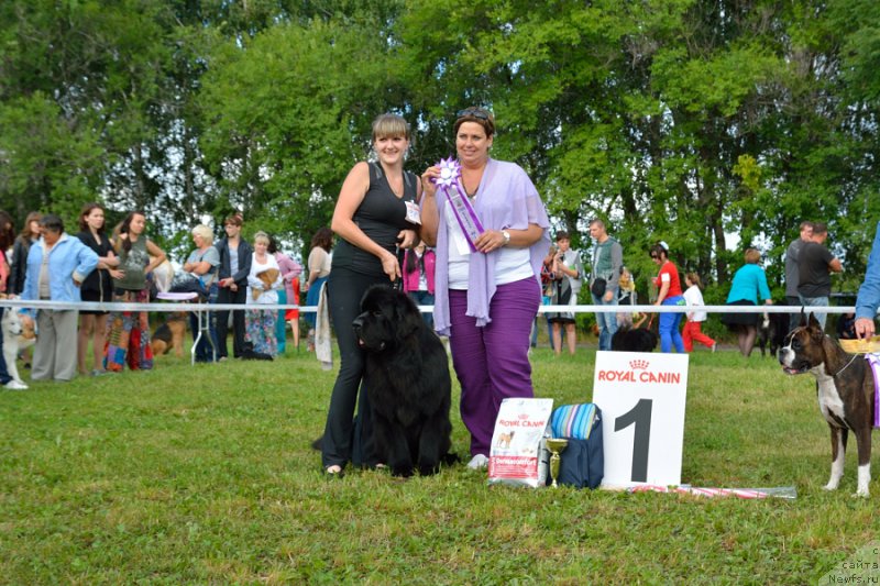 Фото: ньюфаундленд Бегущая по Волнам Шаолинь (Beguschaya po Volnam Shaolin)