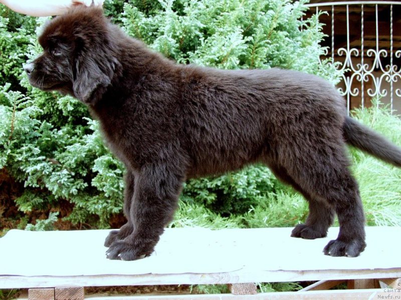 Фотография № 161271