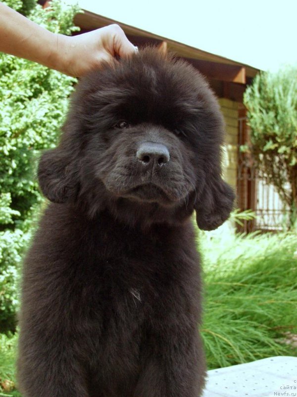 Фотография № 161272