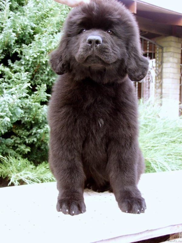 Фотография № 161273