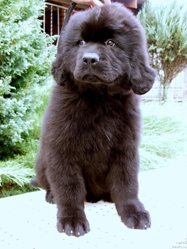 Фотография № 161274