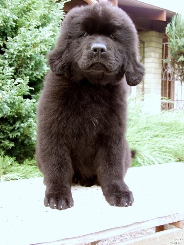 Фотография № 161275